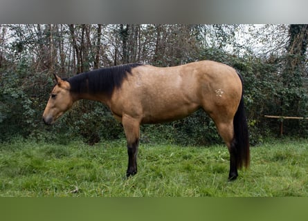 American Quarter Horse, Merrie, 3 Jaar, Buckskin