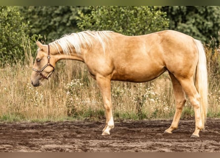 American Quarter Horse, Merrie, 3 Jaar, Palomino