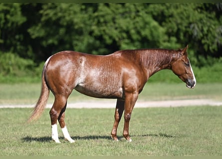 American Quarter Horse, Merrie, 3 Jaar, Roodvos