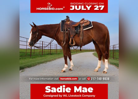 American Quarter Horse, Merrie, 3 Jaar, Roodvos