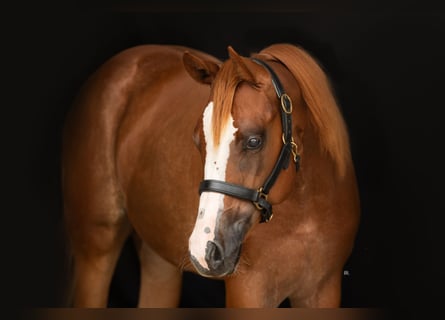 American Quarter Horse, Merrie, 3 Jaar, Vos