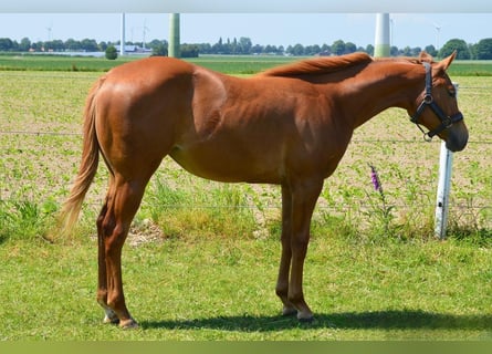 American Quarter Horse, Merrie, 3 Jaar, Vos