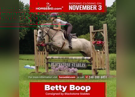 American Quarter Horse Mix, Merrie, 4 Jaar, 142 cm, Appelschimmel