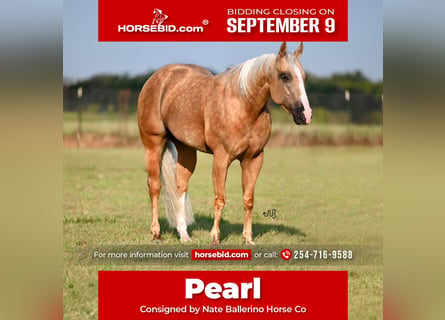 American Quarter Horse, Merrie, 4 Jaar, 142 cm, Palomino