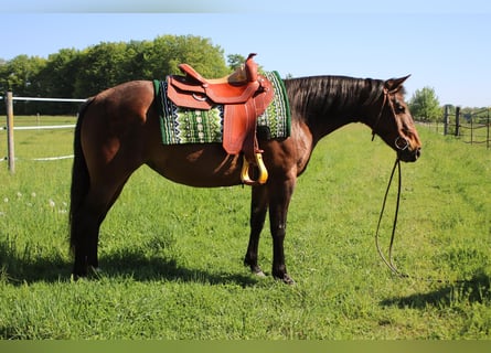 American Quarter Horse, Merrie, 4 Jaar, 145 cm, Bruin