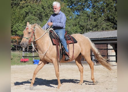 American Quarter Horse, Merrie, 4 Jaar, 146 cm, Palomino