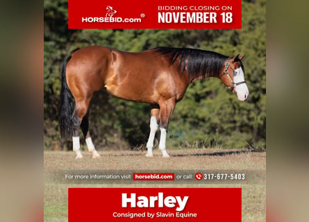 American Quarter Horse, Merrie, 4 Jaar, 147 cm, Roodbruin