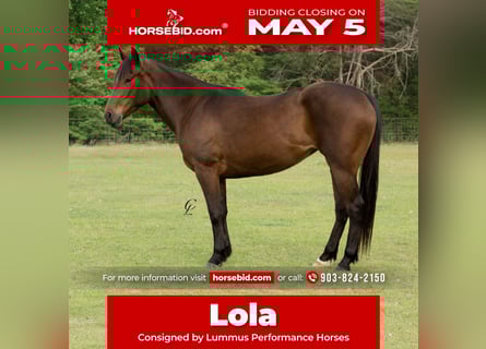 American Quarter Horse, Merrie, 4 Jaar, 147 cm, Roodbruin