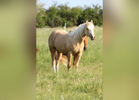 American Quarter Horse, Merrie, 4 Jaar, 149 cm, Palomino