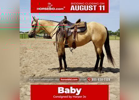 American Quarter Horse, Merrie, 4 Jaar, 150 cm, Buckskin