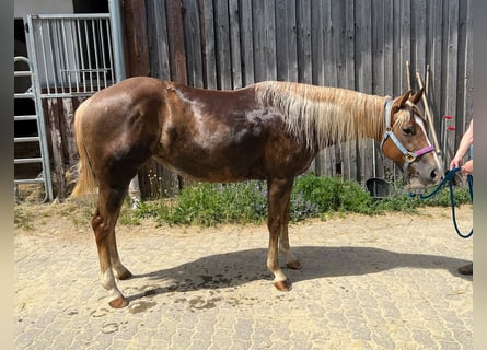 American Quarter Horse, Merrie, 4 Jaar, 150 cm, Donkere-vos