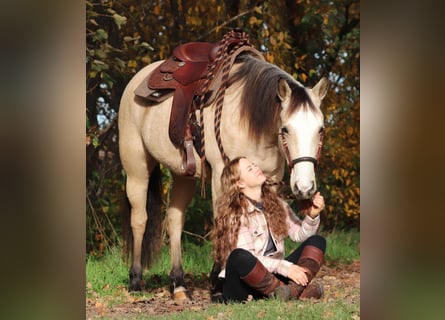 American Quarter Horse Mix, Merrie, 4 Jaar, 150 cm, Falbe