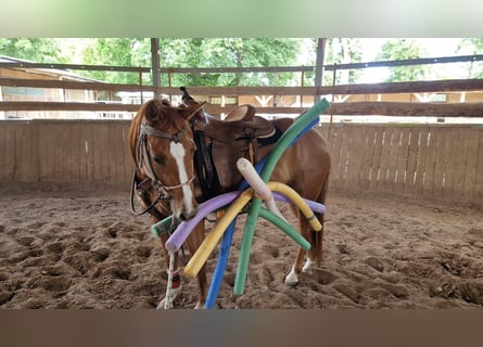 American Quarter Horse, Merrie, 4 Jaar, 150 cm
