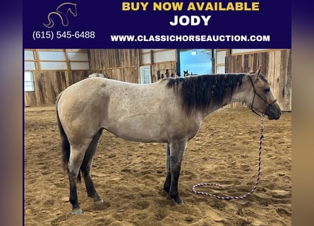 American Quarter Horse, Merrie, 4 Jaar, 152 cm, Falbe