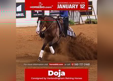 American Quarter Horse, Merrie, 4 Jaar, 152 cm