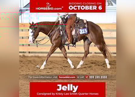 American Quarter Horse, Merrie, 4 Jaar, 152 cm, Roodvos