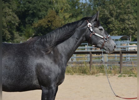American Quarter Horse, Merrie, 4 Jaar, 154 cm, Schimmel