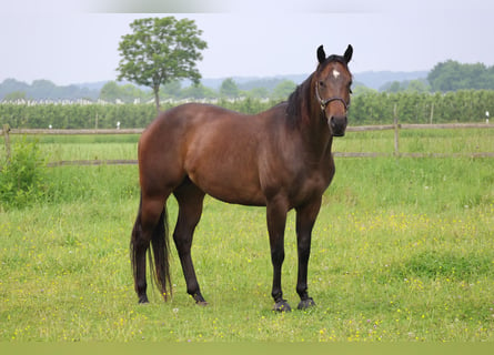 American Quarter Horse, Merrie, 4 Jaar, 157 cm, Donkerbruin