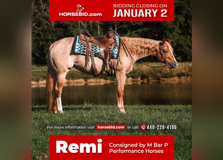 American Quarter Horse, Merrie, 4 Jaar, 157 cm, Roan-Red