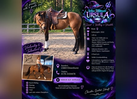 American Quarter Horse, Merrie, 4 Jaar, 158 cm, Bruin