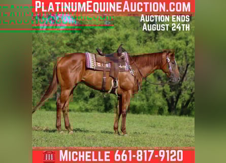 American Quarter Horse, Merrie, 4 Jaar, 163 cm, Donkere-vos