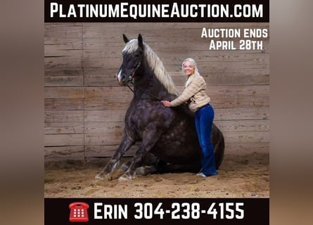 American Quarter Horse, Merrie, 4 Jaar, 173 cm