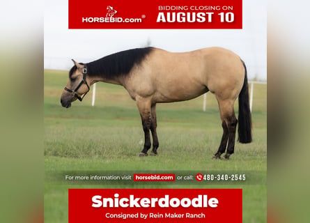American Quarter Horse, Merrie, 4 Jaar, Buckskin