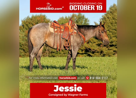 American Quarter Horse, Merrie, 4 Jaar, Roan-Bay