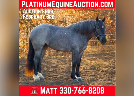 American Quarter Horse, Merrie, 4 Jaar, Roan-Blue