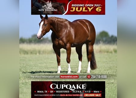 American Quarter Horse, Merrie, 4 Jaar, Roodvos
