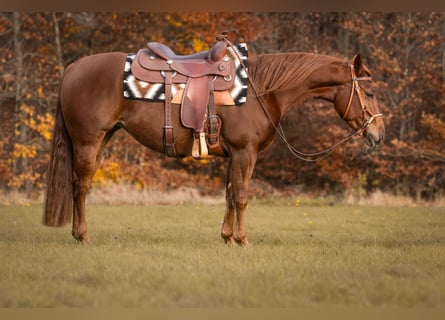 American Quarter Horse, Merrie, 4 Jaar, Vos