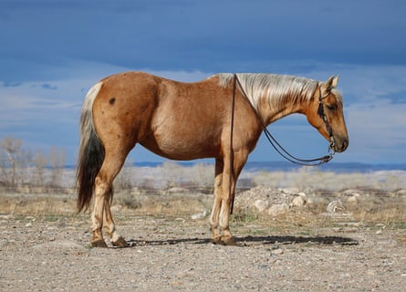 American Quarter Horse, Merrie, 5 Jaar, 142 cm, Palomino