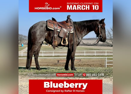 American Quarter Horse, Merrie, 5 Jaar, 142 cm, Roan-Blue