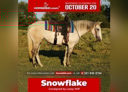 American Quarter Horse, Merrie, 5 Jaar, 142 cm, Schimmel