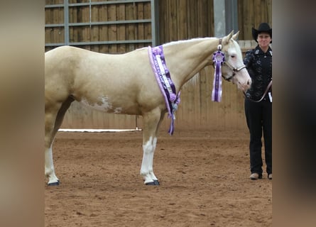 American Quarter Horse, Merrie, 5 Jaar, 145 cm, Palomino