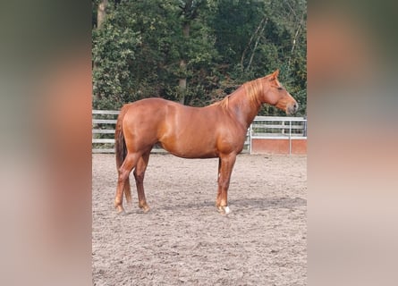 American Quarter Horse, Merrie, 5 Jaar, 145 cm, Vos