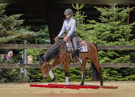 American Quarter Horse, Merrie, 5 Jaar, 146 cm, Bruin