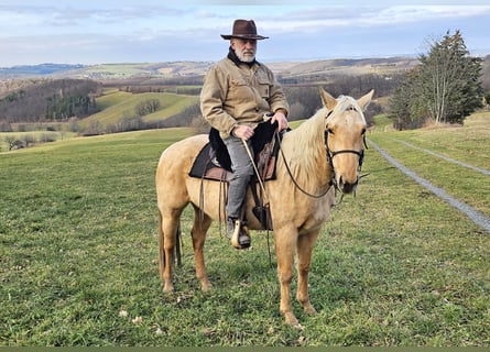 American Quarter Horse, Merrie, 5 Jaar, 146 cm, Palomino