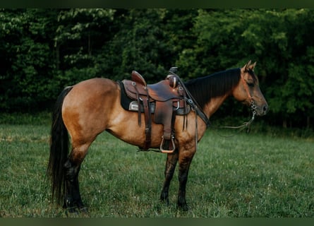 American Quarter Horse, Merrie, 5 Jaar, 147 cm, Grullo
