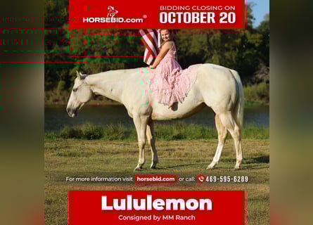 American Quarter Horse, Merrie, 5 Jaar, 147 cm, Palomino