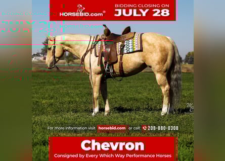 American Quarter Horse, Merrie, 5 Jaar, 147 cm, Palomino