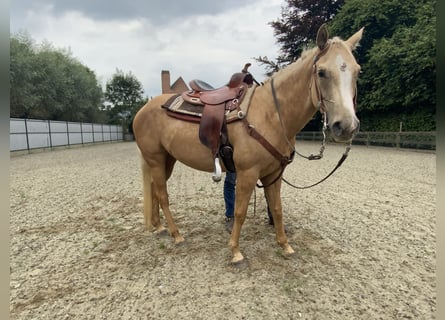 American Quarter Horse, Merrie, 5 Jaar, 147 cm, Palomino