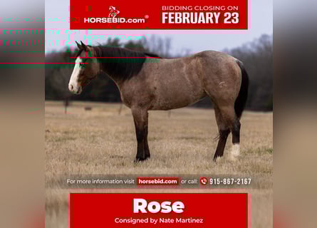 American Quarter Horse, Merrie, 5 Jaar, 147 cm, Roan-Bay