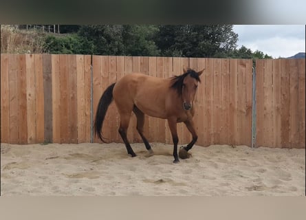 American Quarter Horse, Merrie, 5 Jaar, 148 cm, Bruin