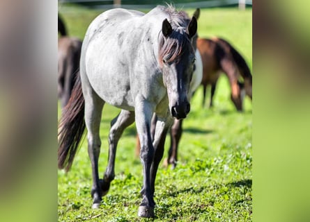 American Quarter Horse, Merrie, 5 Jaar, 149 cm, Blauwschimmel