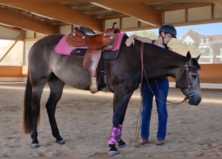 American Quarter Horse, Merrie, 5 Jaar, 150 cm, Buckskin
