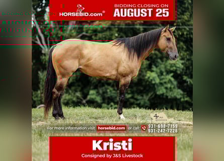 American Quarter Horse, Merrie, 5 Jaar, 150 cm, Falbe
