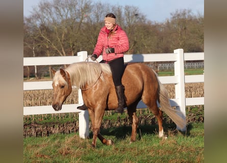 American Quarter Horse Mix, Merrie, 5 Jaar, 150 cm, Palomino