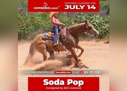 American Quarter Horse, Merrie, 5 Jaar, 150 cm, Red Dun