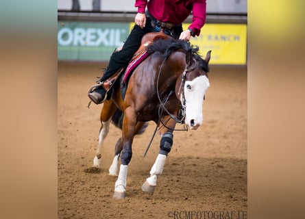 American Quarter Horse, Merrie, 5 Jaar, 150 cm